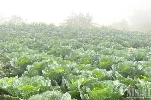 Ngành nông, lâm nghiệp bị ảnh hưởng nặng bởi mưa lũ