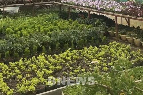 Hà Nội phấn đấu trên 30% sản lượng rau an toàn được truy xuất nguồn gốc