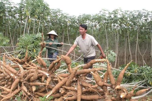Phát triển chuỗi giá trị cây sắn theo hướng bền vững