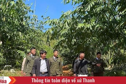 Kỳ vọng về cây mai lấy lá...