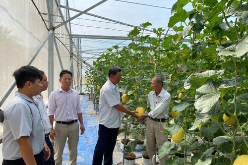Mô hình trồng dưa lưới trong nhà màng cho hiệu quả kinh tế cao
