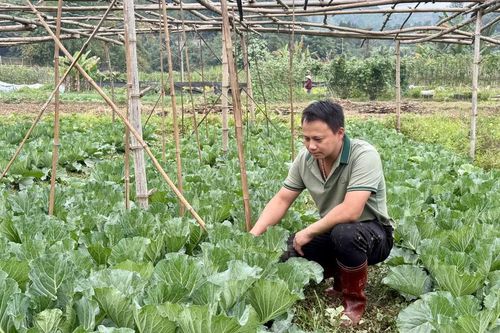 Bát Xát nâng cao vai trò vụ đông trong sản xuất nông nghiệp