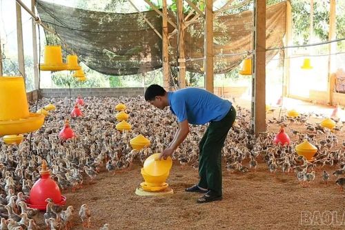 Nông dân chuẩn bị cho vụ tết