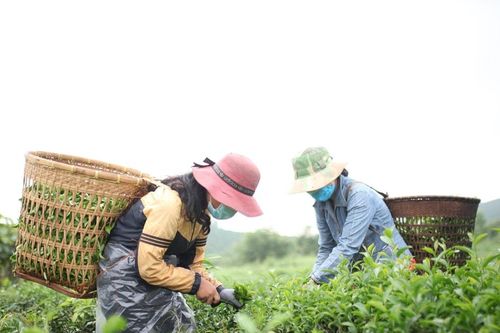 Để hương trà Lâm Đồng bay xa