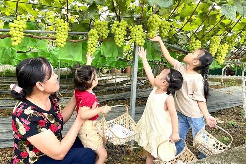 Đẩy mạnh phát triển du lịch gắn với nông nghiệp
