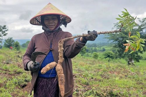 Sắn mất mùa, người trồng sắn thất thu nặng