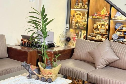 Gừng phong thủy lên ngôi