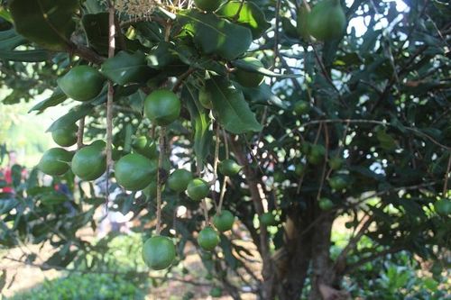 Điểm sáng cây công nghiệp ở Tuần Giáo: Liên kết vùng nguyên liệu đến chế biến, tiêu thụ bền vững