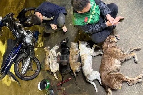 Bắt đối tượng tên Vàng, dùng súng điện trộm chó ở Tây Ninh