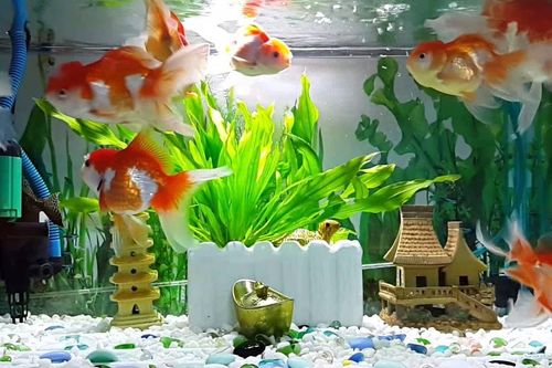 Người mệnh Hỏa có nên nuôi cá cảnh không?