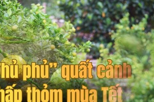 'Thủ phủ' quất cảnh miền Trung thấp thỏm mùa Tết vì dịch bệnh, thời tiết