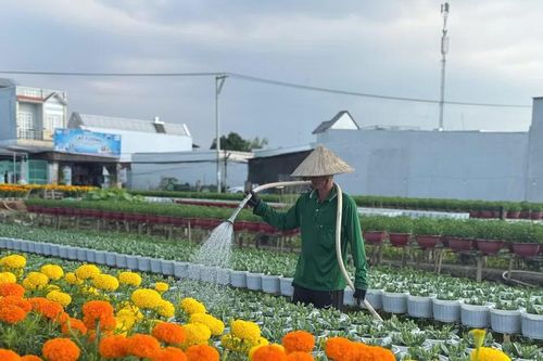 Làng hoa trăm tuổi ở Cần Thơ nhộn nhịp chuẩn bị hoa Tết