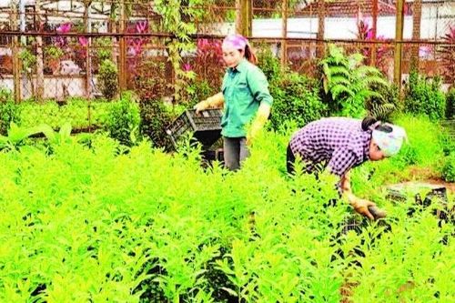Bảo tồn rừng và sinh kế cộng đồng