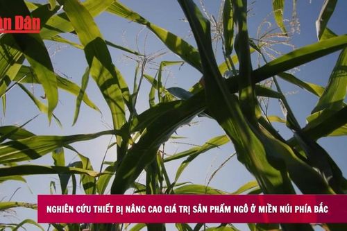 Thiết bị nâng cao giá trị sản phẩm ngô ở miền núi phía Bắc