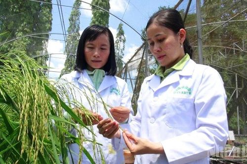 Vững vàng trung tâm khoa học lúa gạo cả nước