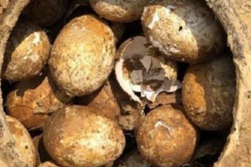 Kinh ngạc mộ cổ 2.500 năm chứa lọ trứng nguyên vẹn ở Trung Quốc