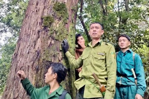 Ban Quản lý Khu bảo tồn thiên nhiên Mường La trồng rừng và bảo tồn thiên nhiên