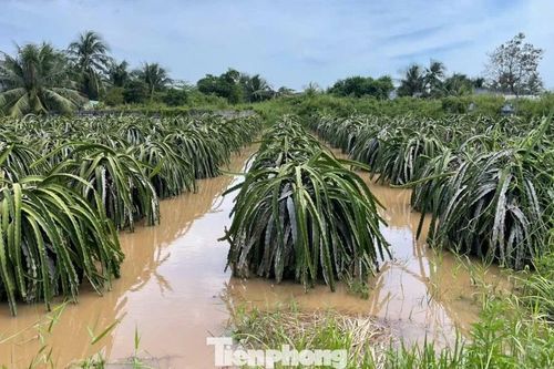 Nông dân xót xa nhìn vườn thanh long để bán Tết chìm trong 'biển nước'