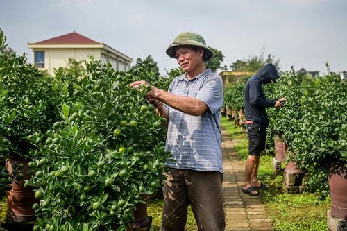 Thủ phủ quất Tết ở Ninh Bình 'cháy hàng' từ tháng 9, nhà vườn thắng lớn