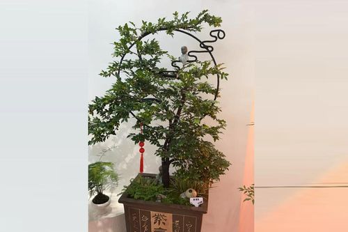Trồng cây Cần thăng với ý nghĩa hỗ trợ sự nghiệp và may mắn