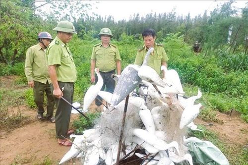 Nhức nhối tình trạng bẫy, bắt chim hoang dã
