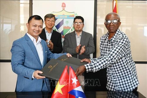 Doanh nghiệp Việt Nam đầu tư trồng điều ở Cuba