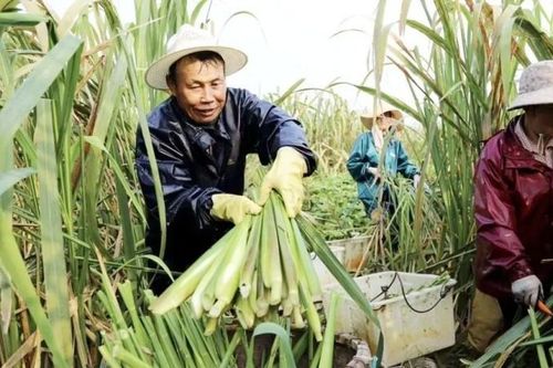 Thứ có đầy ở Việt Nam, ở nước ngoài là 'nhân sâm dưới nước', gần 150.000đ/kg