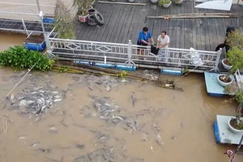 Chuyện lạ Đồng Tháp: Cá kéo về 'xin ăn', người dân nuôi như… thú cưng