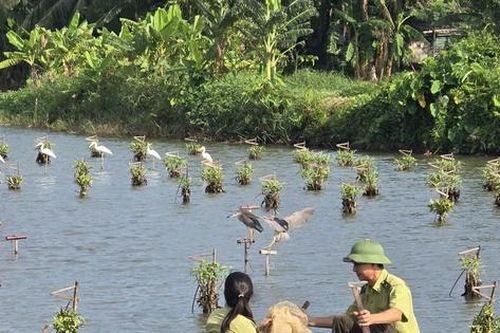 Mang lại sự bình yên cho những cánh chim trời mùa di trú