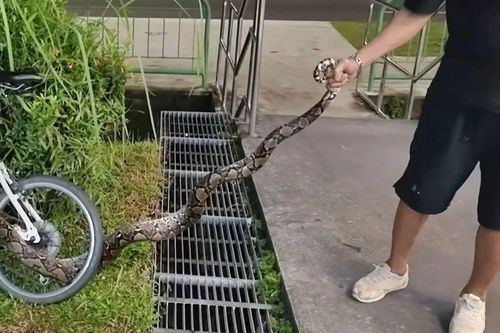 Người đàn ông dùng tay không kéo con rắn ra khỏi quán cà phê, thực khách hoảng loạn bỏ chạy