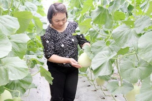 Liên kết sản xuất ở Lục Nam: Tăng giá trị, thuận đầu ra