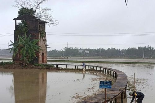 Hồi sinh từ bùn non