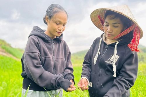 Ký ức lúa nương thiêng
