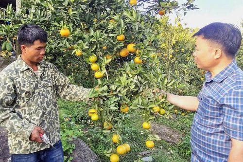 Vườn quýt ngọt trên núi đá Bản Xèo