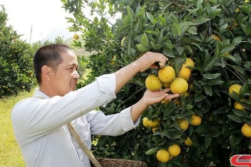 Xây dựng thương hiệu cam Mường Cơi