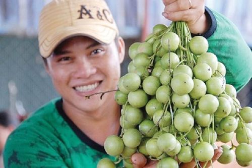 Đi tìm 'thơm' trong câu ca dao xứ Truồi