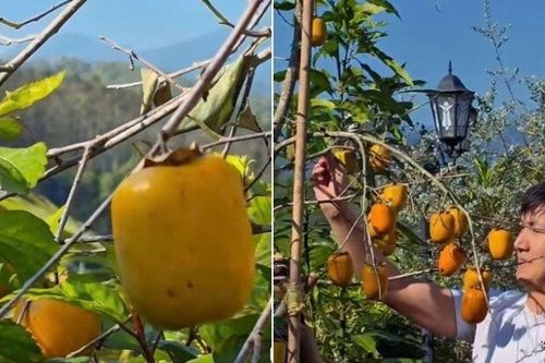 Trồng loại cây 'đẻ ra vàng', Mạnh Trường chỉ dám ngắm không dám hái ăn vì sợ… vợ 'đánh què tay'