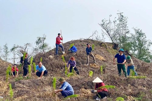 Trồng khôi phục rừng phòng hộ Thạch Khê sau bão