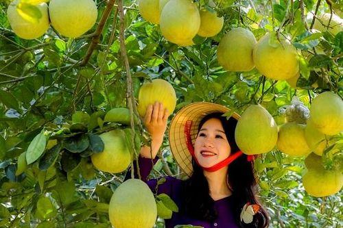 Phú Thọ: Hỗ trợ chi phí phát triển sản xuất cây trồng chủ lực