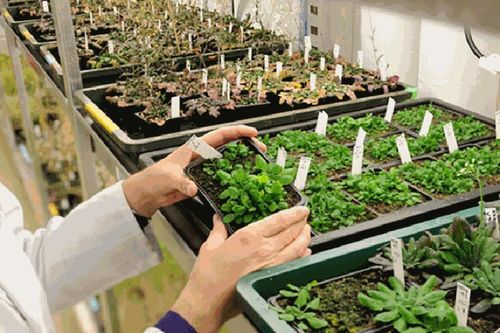 Khung pháp lý mới cho cây trồng chỉnh sửa gen tại châu Âu