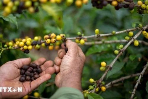 Brazil chuyển hướng sang trồng càphê Robusta khi khí hậu ngày càng khắc nghiệt