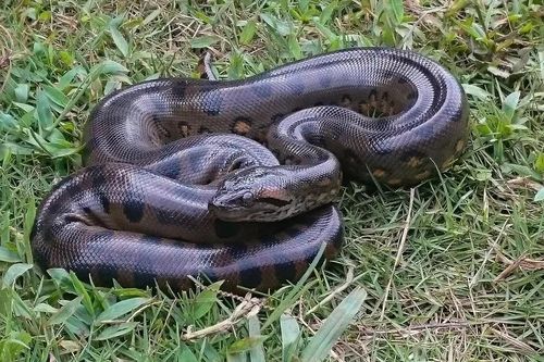 Trăn Anaconda giữ nguyên kích thước khổng lồ suốt 12 triệu năm