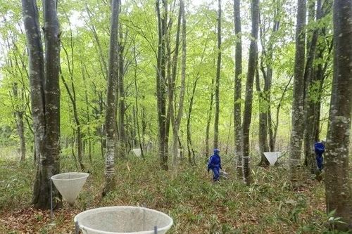 Nhật Bản phát hiện dấu hiệu gấu tiếp cận khu dân cư tăng vọt