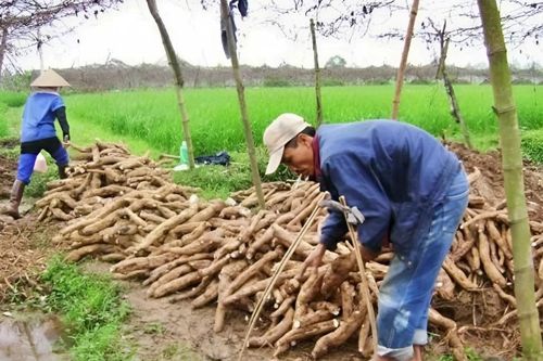 Bài toán vùng nguyên liệu cho xăng sinh học E10 trước giờ mở bán toàn quốc