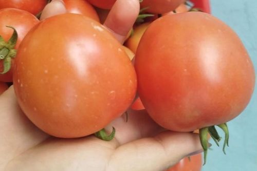 Đừng vội ăn cà chua sống, dưỡng chất quý nhất chỉ được giải phóng khi nấu chín