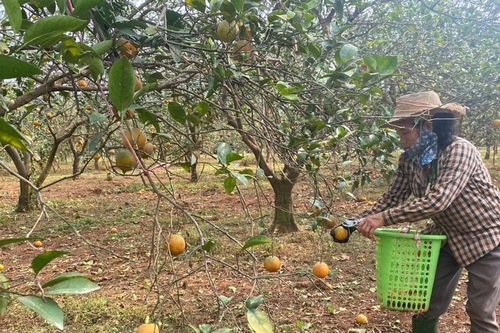 Vựa cam lớn nhất nhì Nghệ An thất thu, quả rụng hàng loạt