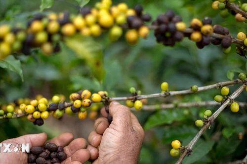 Brazil chuyển hướng sang trồng càphê Robusta khi khí hậu ngày càng khắc nghiệt