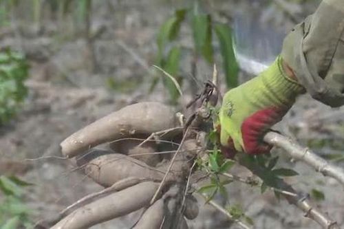 Để nông dân thoát cảnh 'bán cả tạ sắn chưa bằng một ngày phụ hồ'