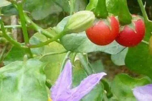 Cây đầy gai mọc dại ở quê, trên mạng bán gần nửa triệu/kg