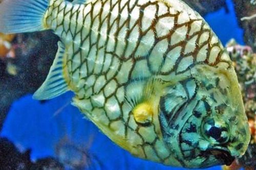 Đặc sản bạc triệu từ hai loài cá có cái tên khiến ai cũng tò mò